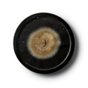 Penicillin Mould V2