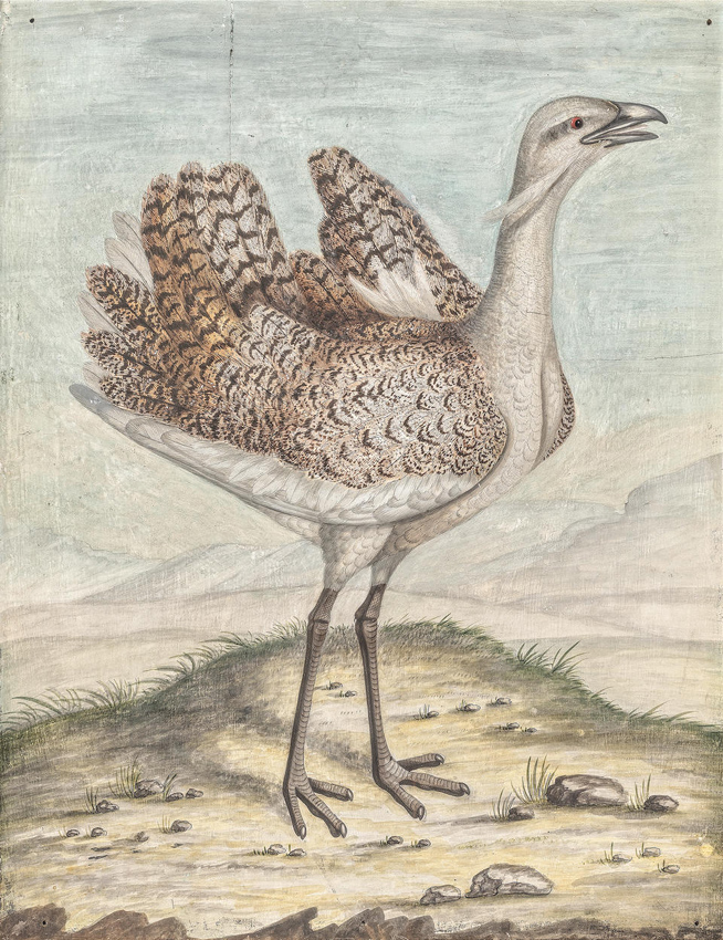Bustard William Hayes picture