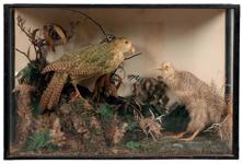 Spotted kiwi and kakapo preserved for posterity at Norfolk auction