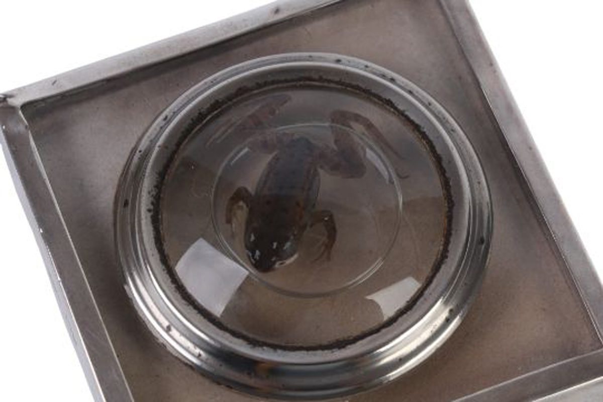 Taxidermy frog