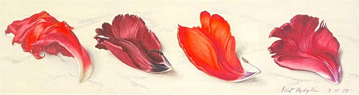 Four Red Tulip Petals by Eliot Hodgkin