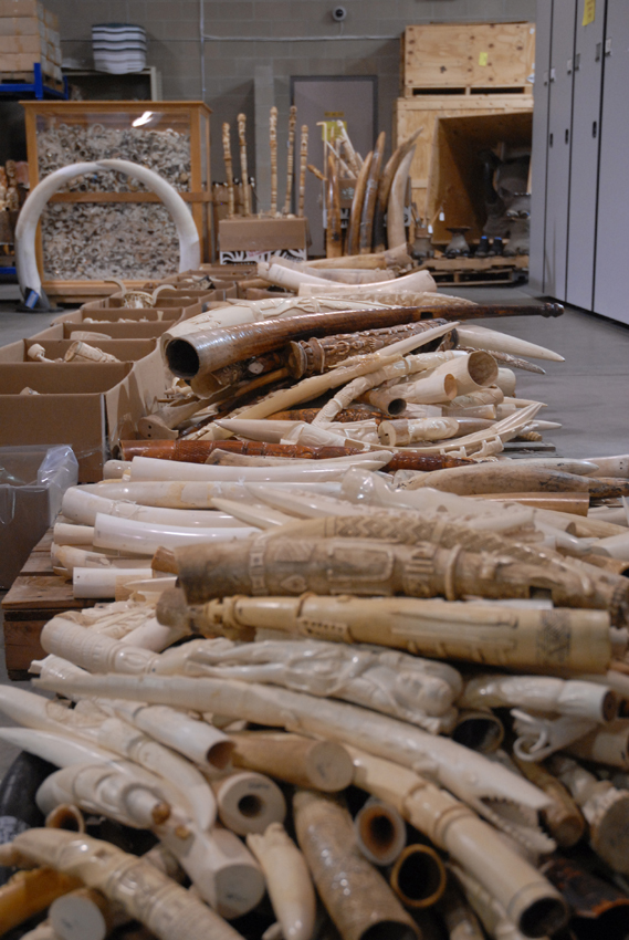 Ivory   