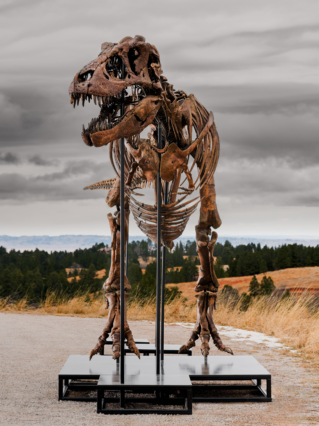 T-rex sold at auction