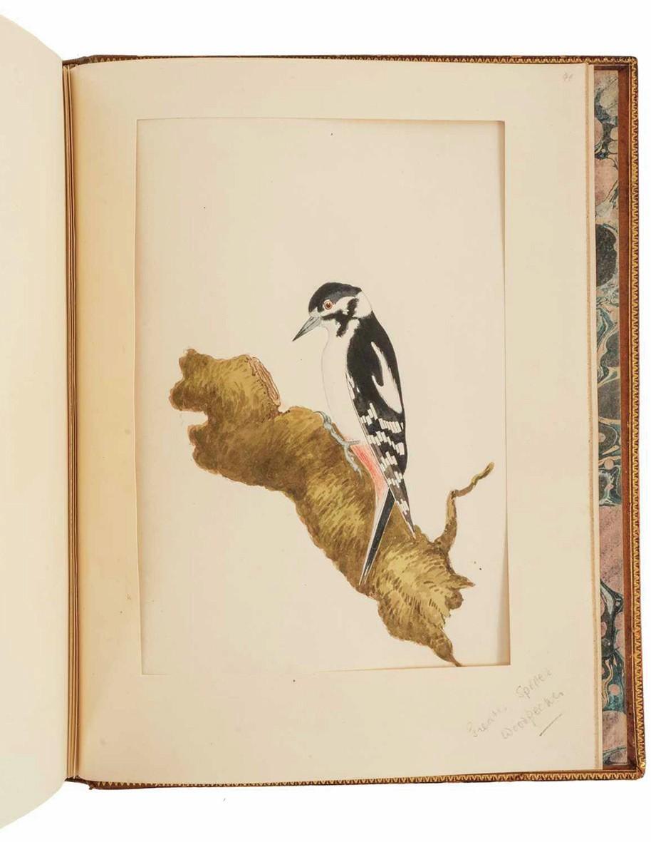 Watercolour drawings by William Weston Young