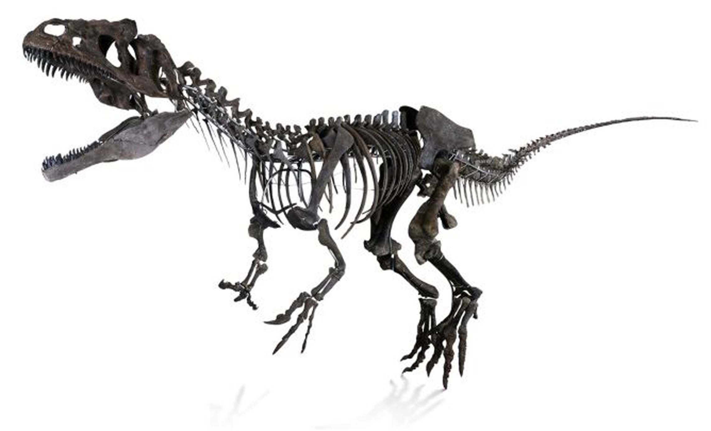 WEB aguttes dinosaur 2.jpg