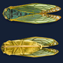 1851NE01A.jpg