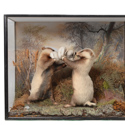 Peter Spicer taxidermy ‘Boxing Badgers’
