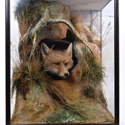 Fox taxidermy by Peter Spicer and Sons