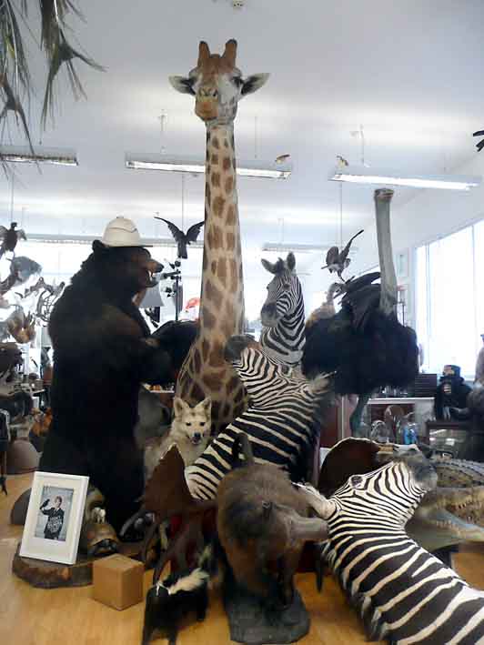 13-05-02-2089DD01A London Taxidermy.jpg