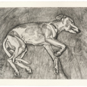 Lucian Freud etching of his whippet Eli