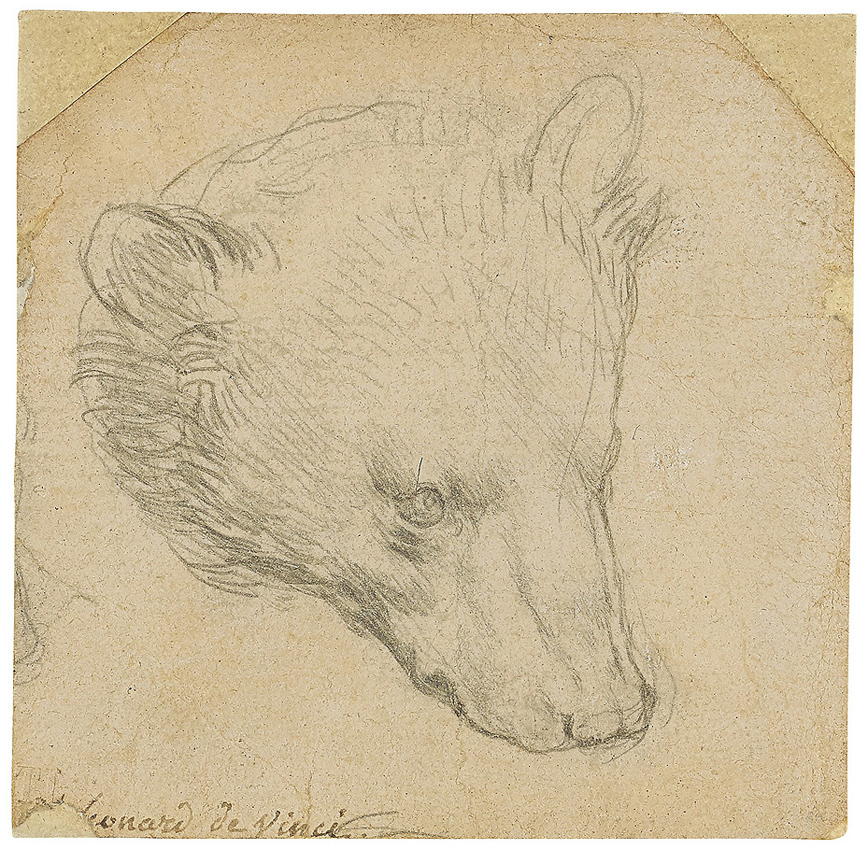 leonardo head of a bear 2501NE  08-07-2021.jpg