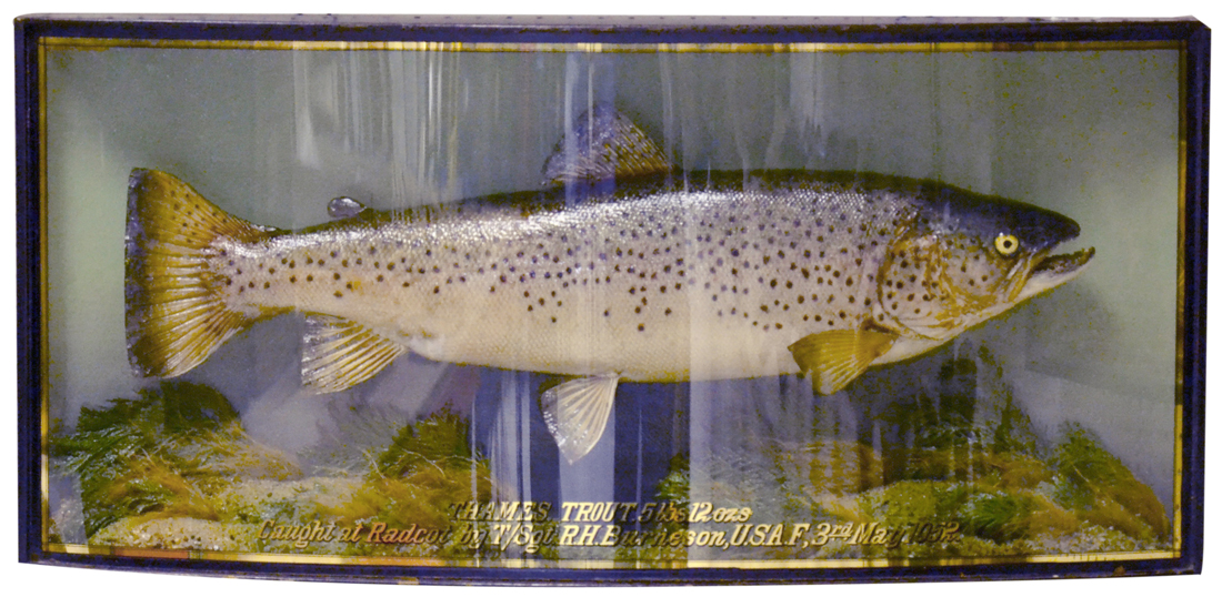 Cased fish  J Cooper and Sons 