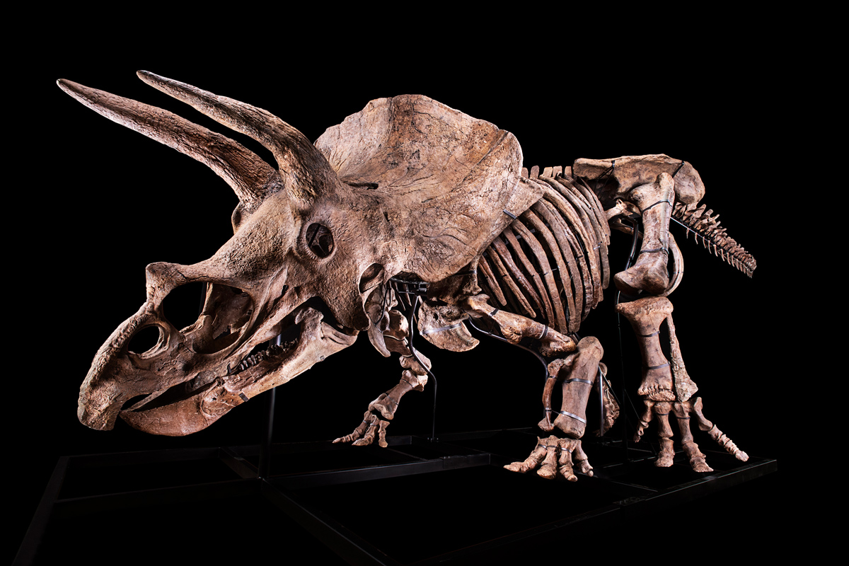 Triceratops skeleton