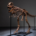 Gorgosaurus skeleton